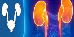 Kidney transplantation in Nashik Urosurgeon in Nashik Laser kidney stone specialist in nashik urology hospital in nashik kidney stones treatment in nashik