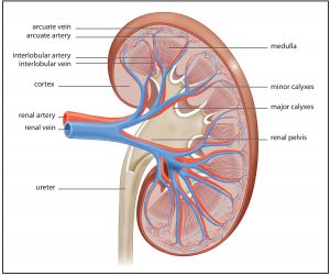 kidney transplantation in Nashik